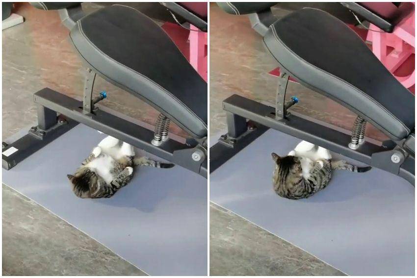 potret kucing fitness di gym (reddit.com/user/hopelessly_parallel)