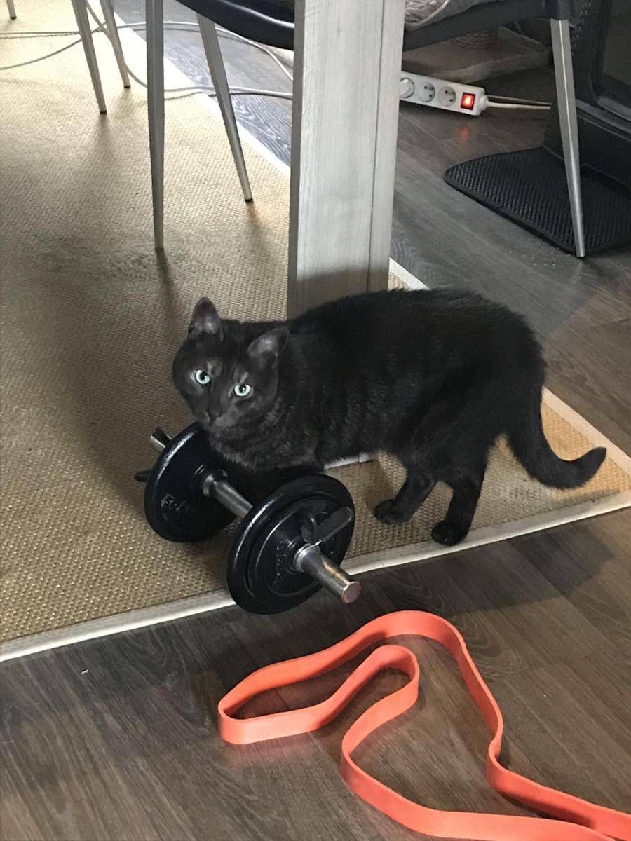 potret kucing fitness di gym (reddit.com/user/Sophivpple)