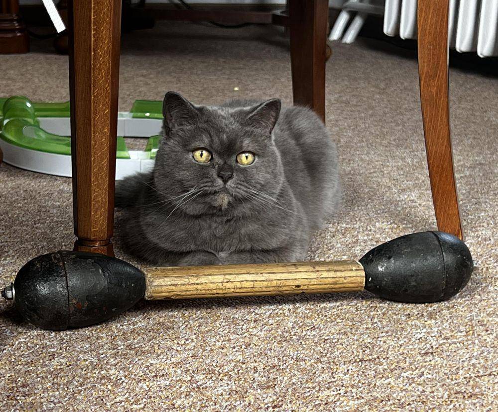 potret kucing fitness di gym (reddit.com/user/herb420_)