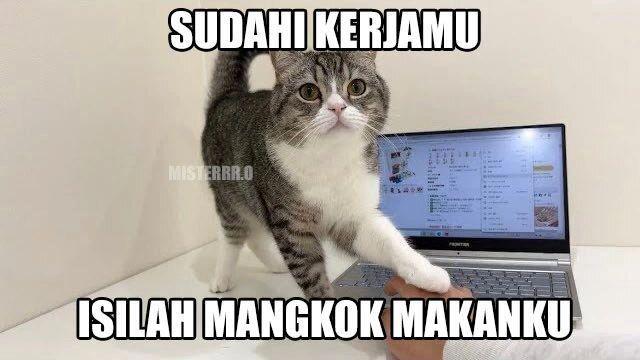 10 Potret Kucing Semena-mena sama Majikan, Tega Banget!