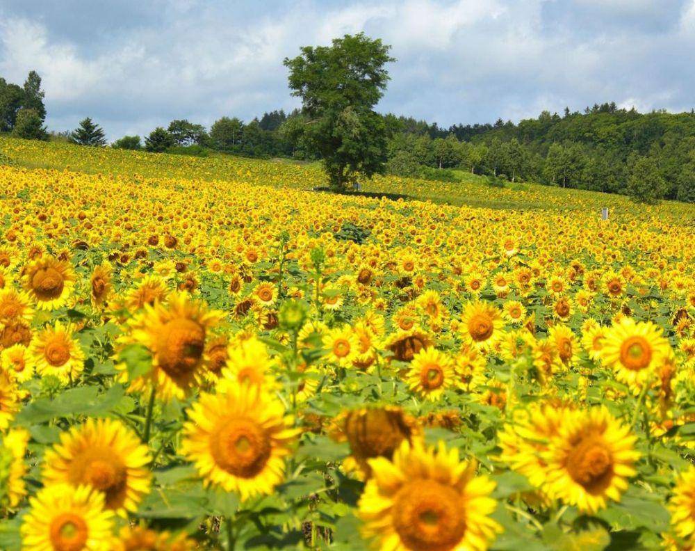 Hokuryu Sunflower Park (instagram.com/activityjapan)