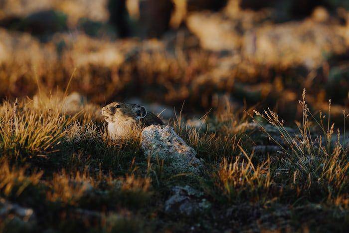 ilustrasi pika (unsplash.com/Greyson & Thomas)