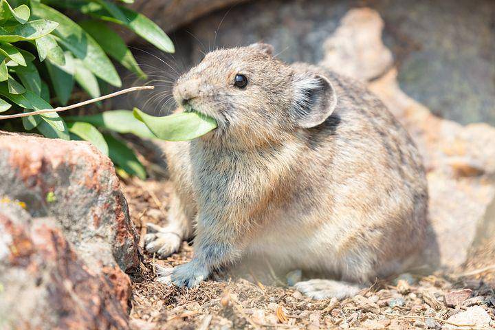 ilustrasi pika (pixabay.com/iTopLoveliness)