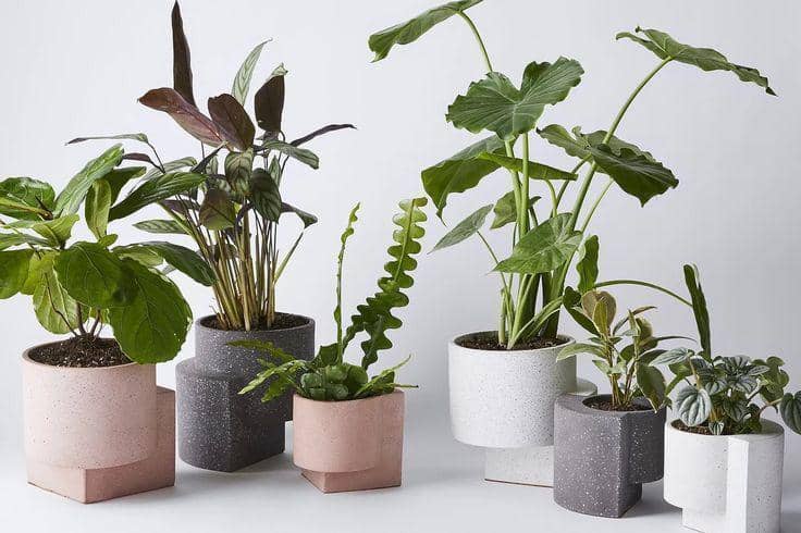7 Tanaman Hias Penyegar Udara untuk Kesehatan Rumah yang Lebih Baik
