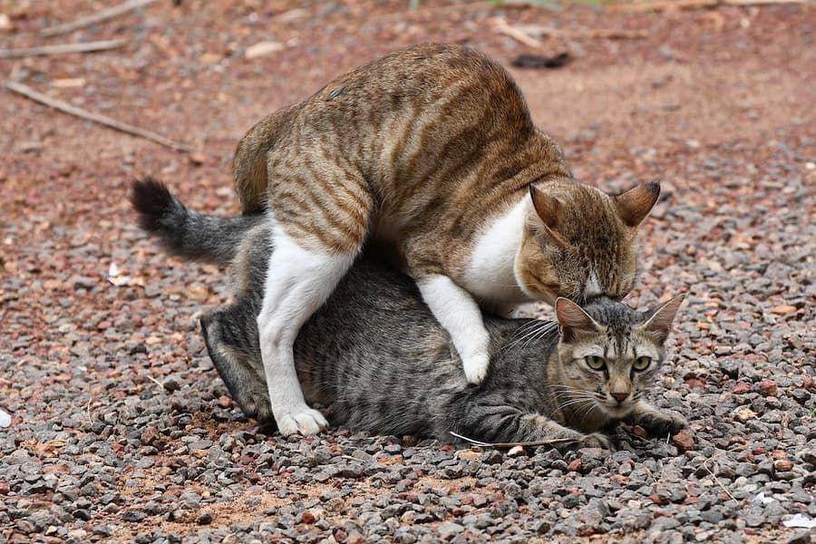 ilustrasi kucing kawin (commons.wikimedia.org/Shagil Kannur)