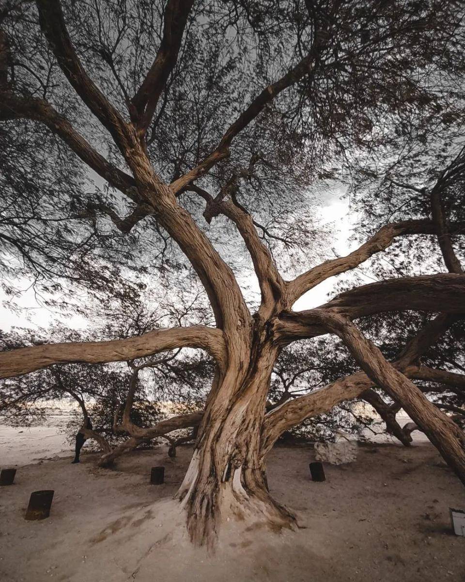 Potret Tree of Life (instagram.com/notyourhoney7)