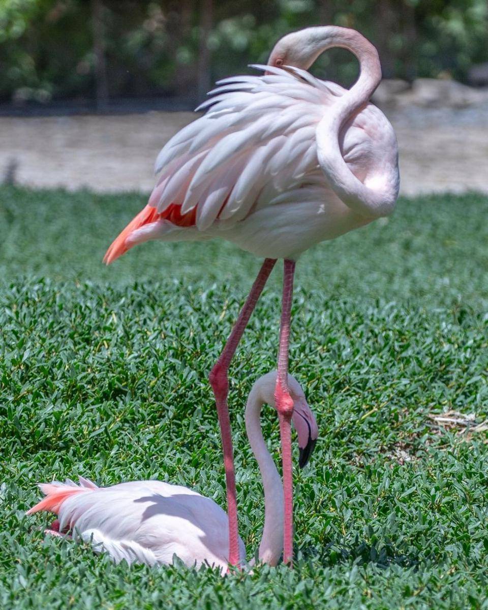 potret Al Areen Wildlife Park (instagram.com/pixbymandysingh)