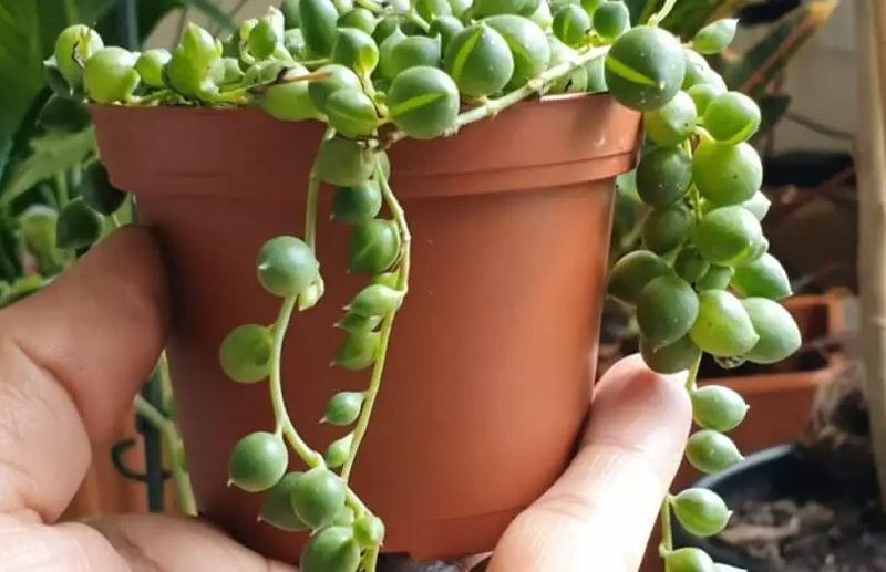 gardenerideas.com