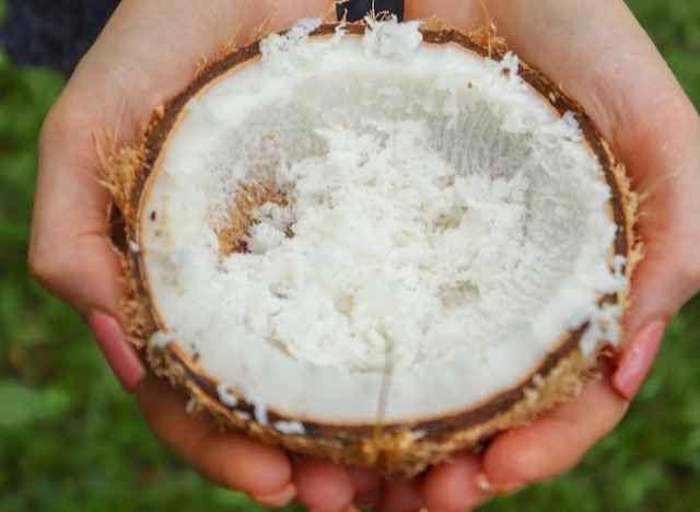 ilustrasi parutan kelapa (pexels.com/Natalie G)