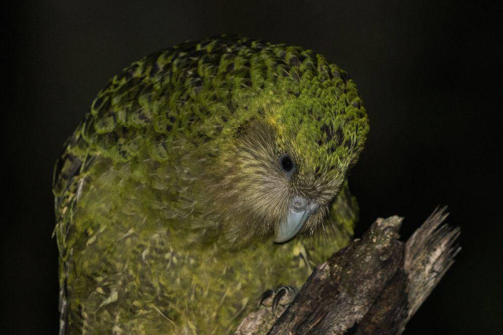 Kakapo (inaturalist.org/oscarkokako)