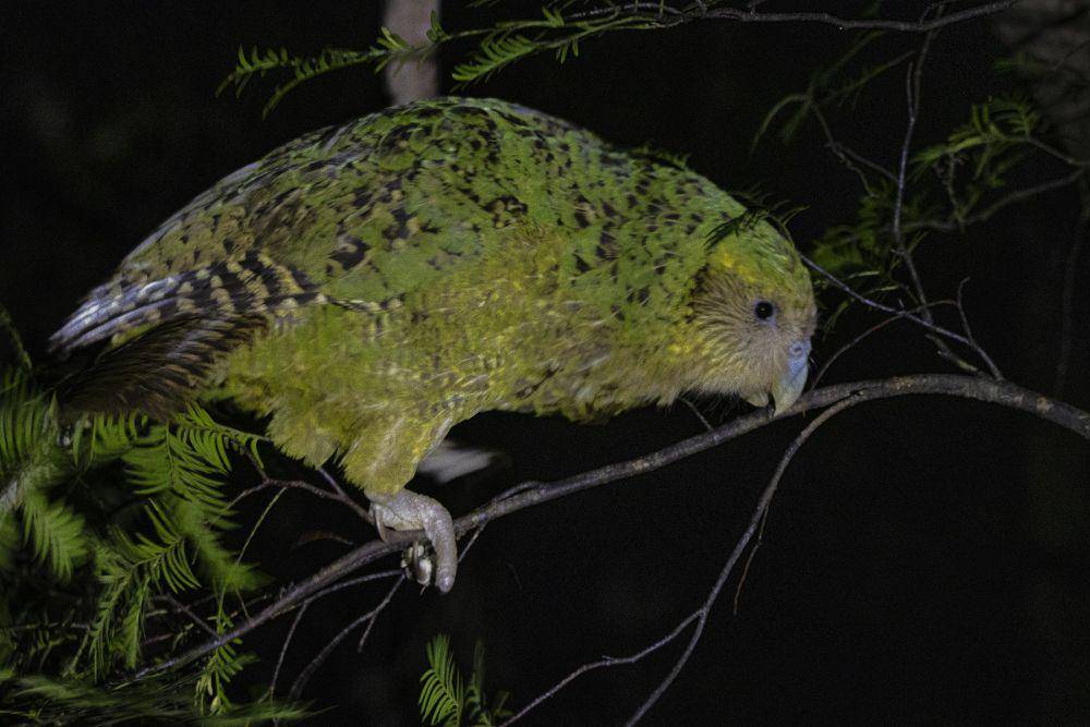 Kakapo (inaturalist.org/oscarkokako)