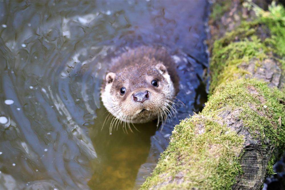 Berang-berang (pexels.com/Catherine Leclert)