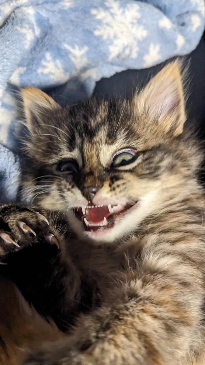 potret kucing ngeluarin gigi taring (reddit.com/user/OMG****YourPolitics)
