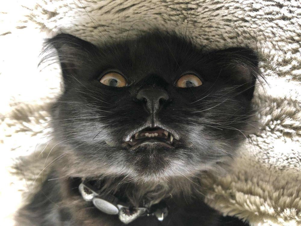 potret kucing ngeluarin gigi taring (reddit.com/user/naruchikim)