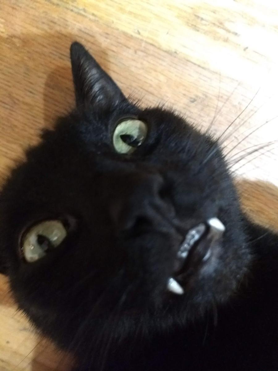 potret kucing ngeluarin gigi taring (reddit.com/user/Cow_Agitated)