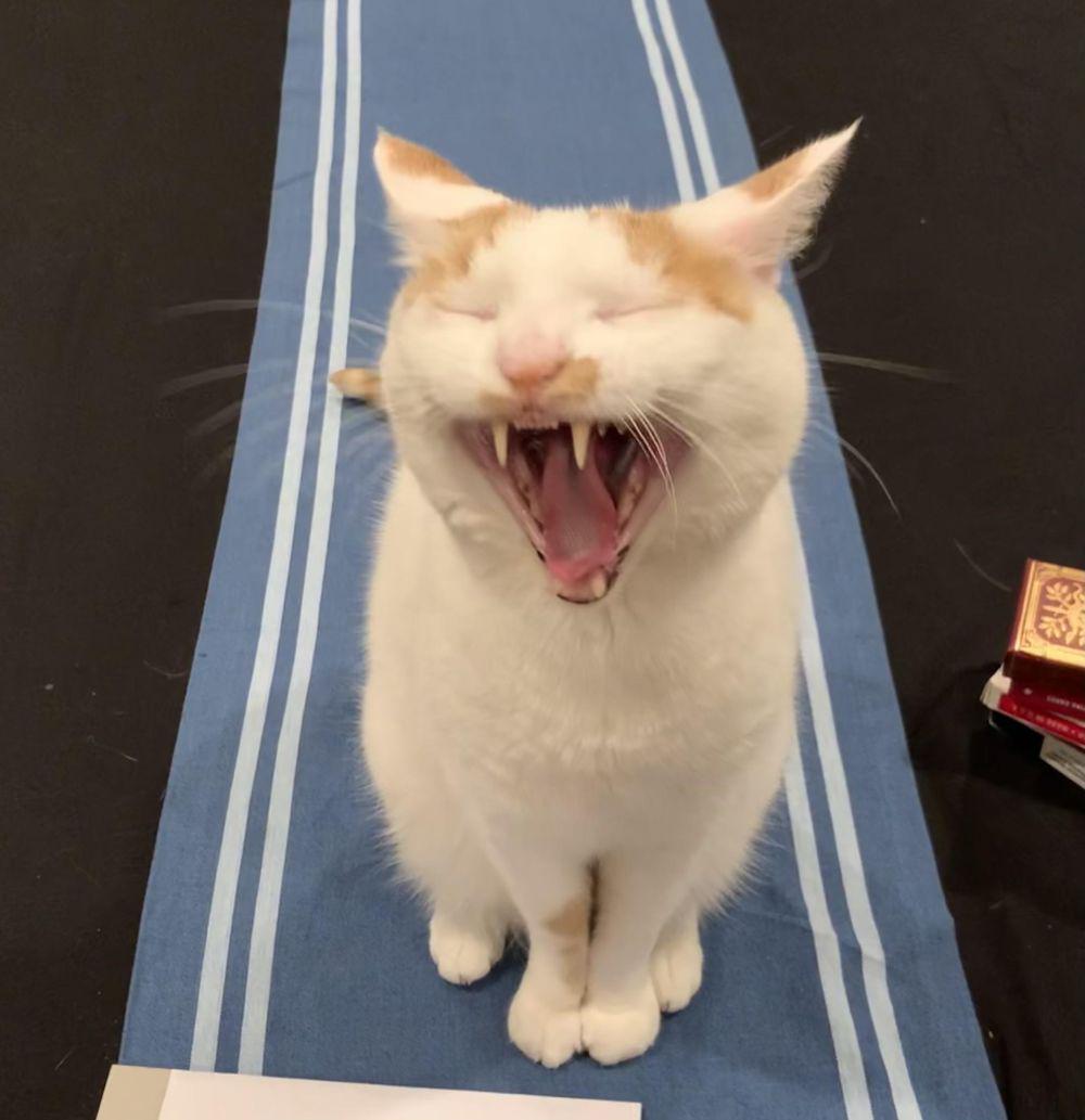 potret kucing ngeluarin gigi taring (reddit.com/user/Slytherin_Koala)