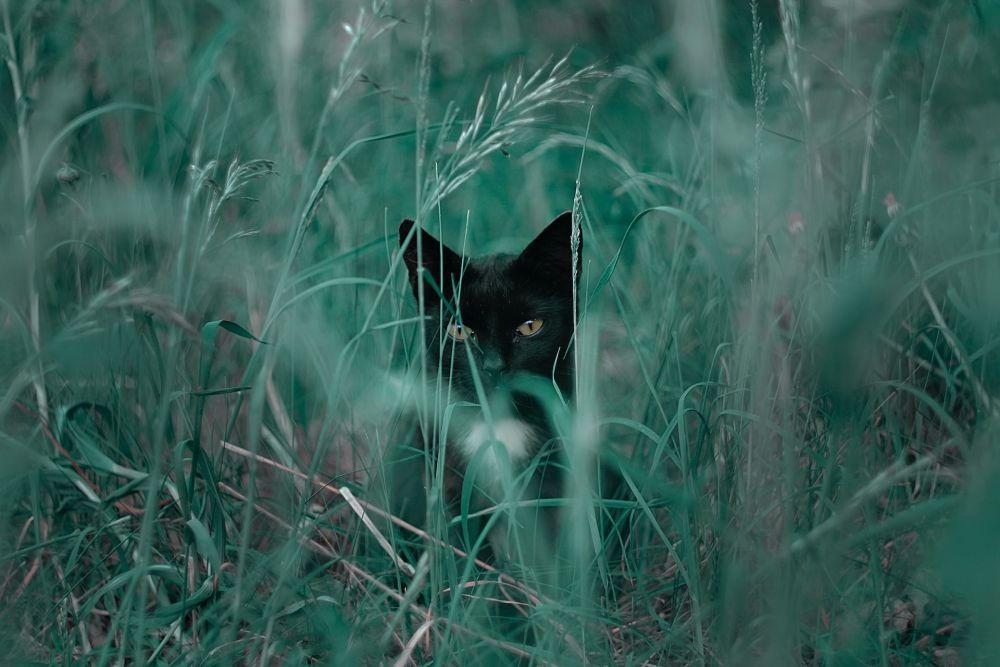 Apakah Kucing Bisa Melihat Hantu? Cek Tandanya Disini!
