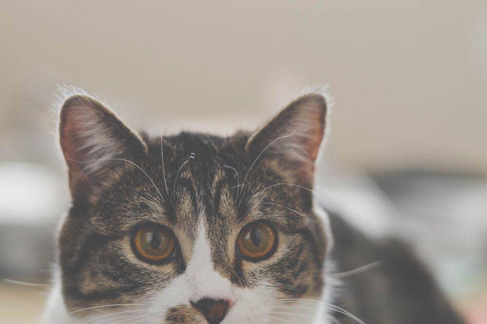 Unsplash/Chinda Sam