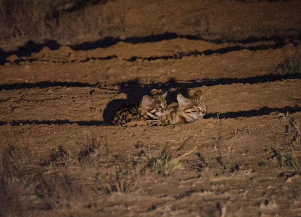 Black-footed cat (animalia.bio/Animalia)