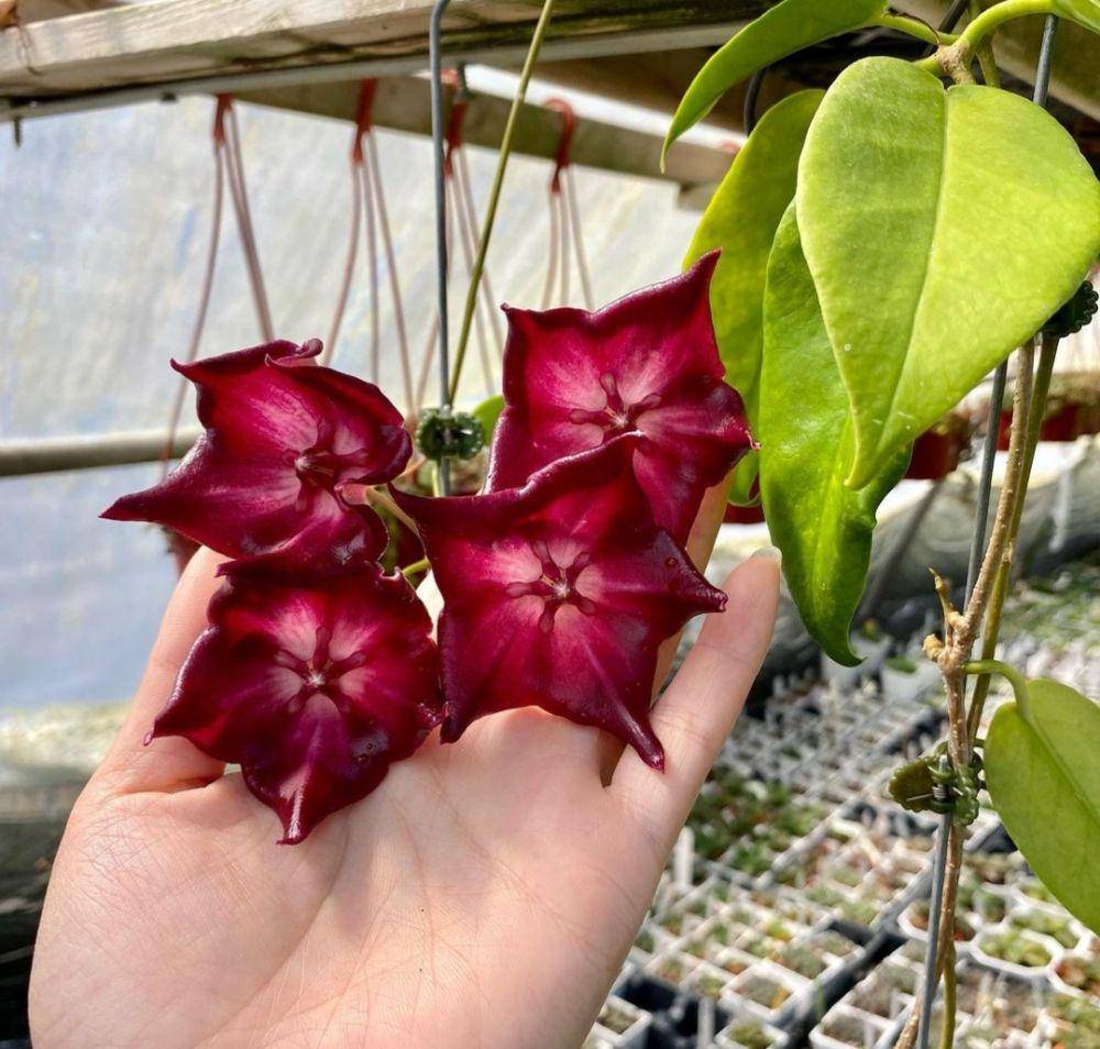 ilustrasi hoya macgillivrayi (instagram.com/crystalstarnursery)