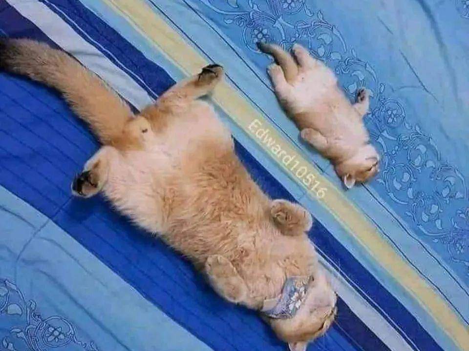 ilustrasi potret kucing lagi tidur (instagram.com/misterrr.0)