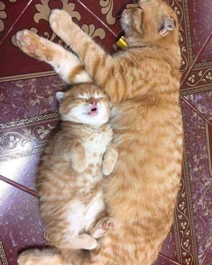 ilustrasi potret kucing lagi tidur (instagram.com/misterrr.0)
