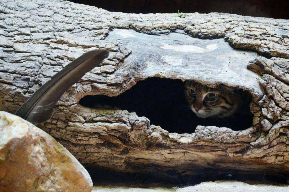 Black-footed cat (animalia.bio/Animalia)