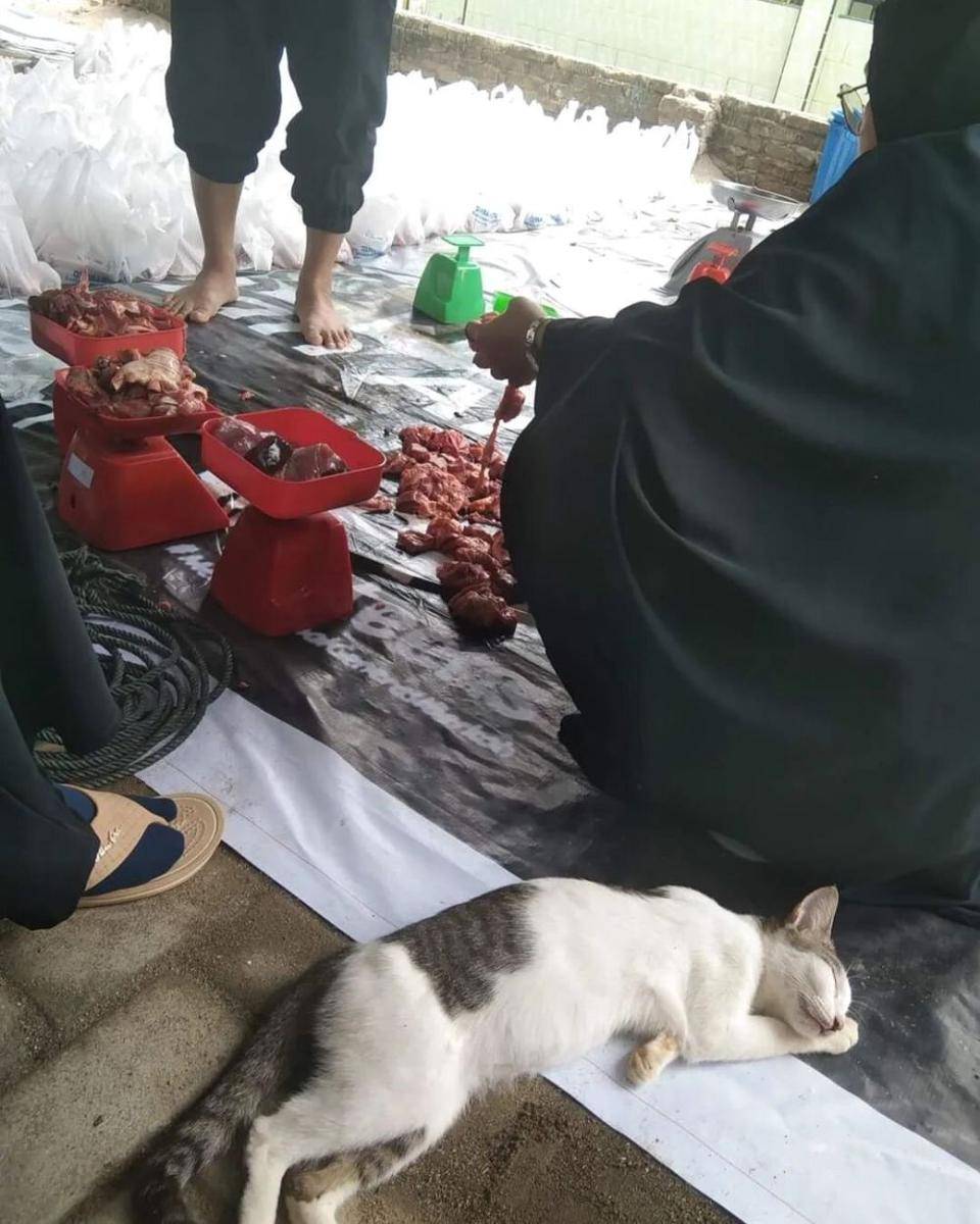 ilustrasi potret kucing lagi tidur (instagram.com/misterrr.0)