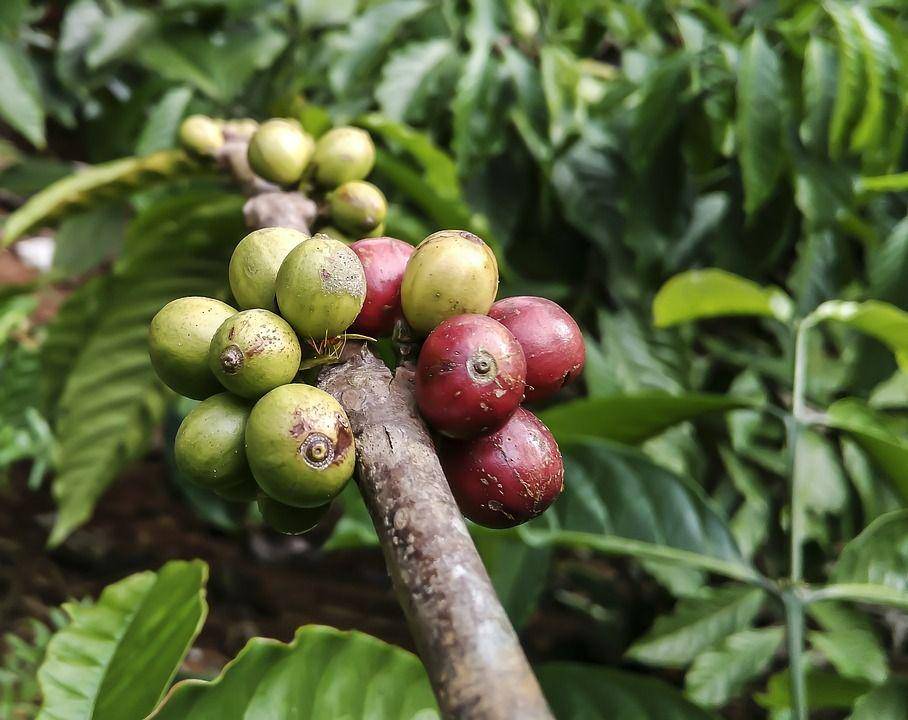 biji tanaman kopi (pixabay.com/VISHNU)
