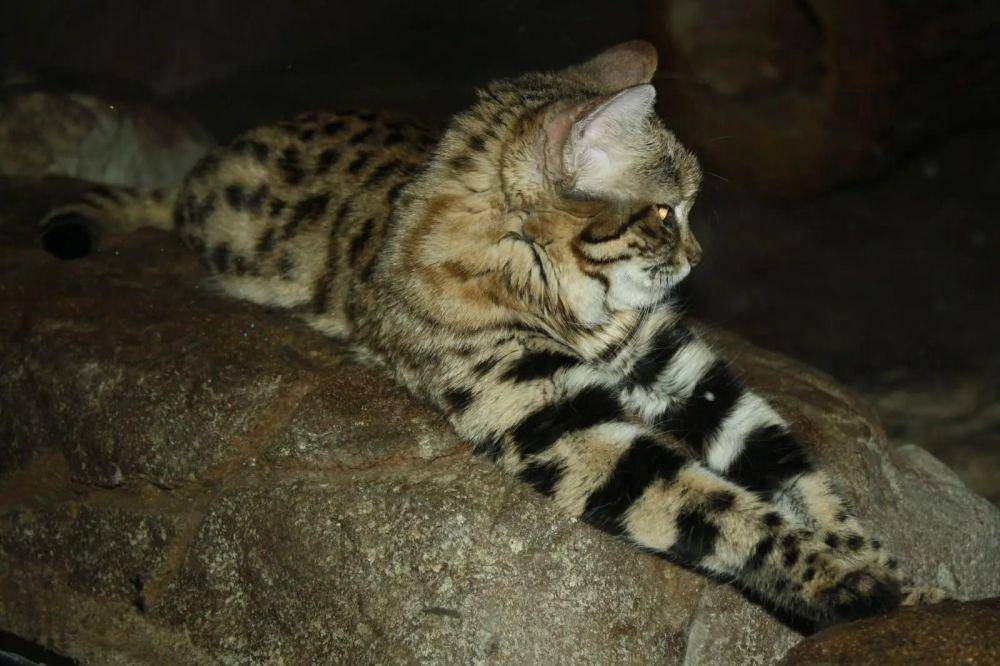 Black-footed cat (animalia.bio/Animalia)