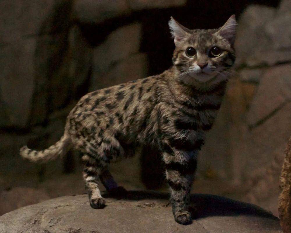Black-footed cat (animalia.bio/Animalia)