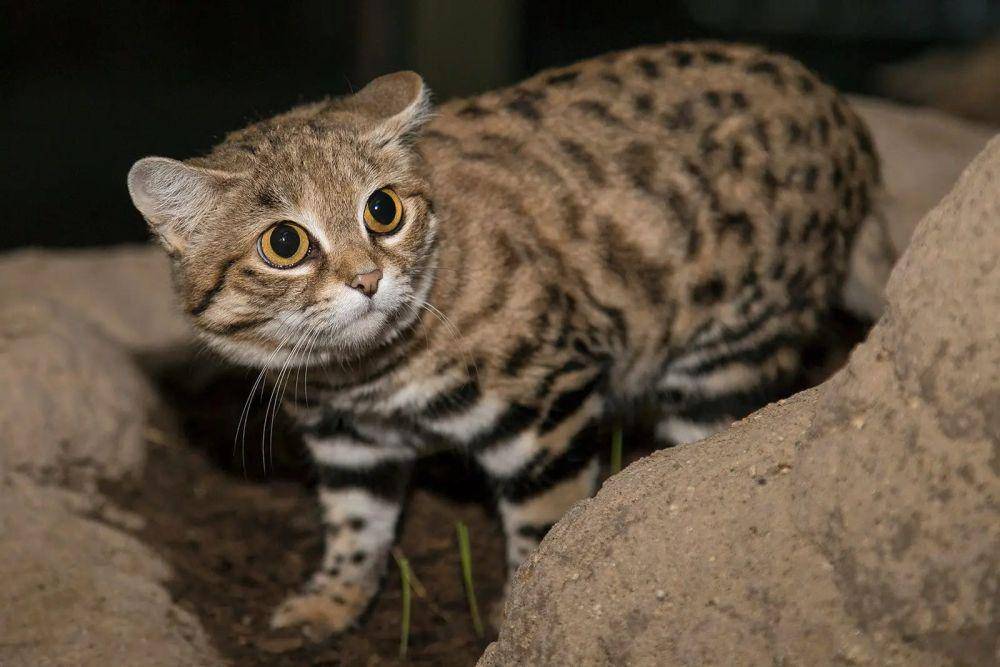 Black-footed cat (animalia.bio/Animalia)