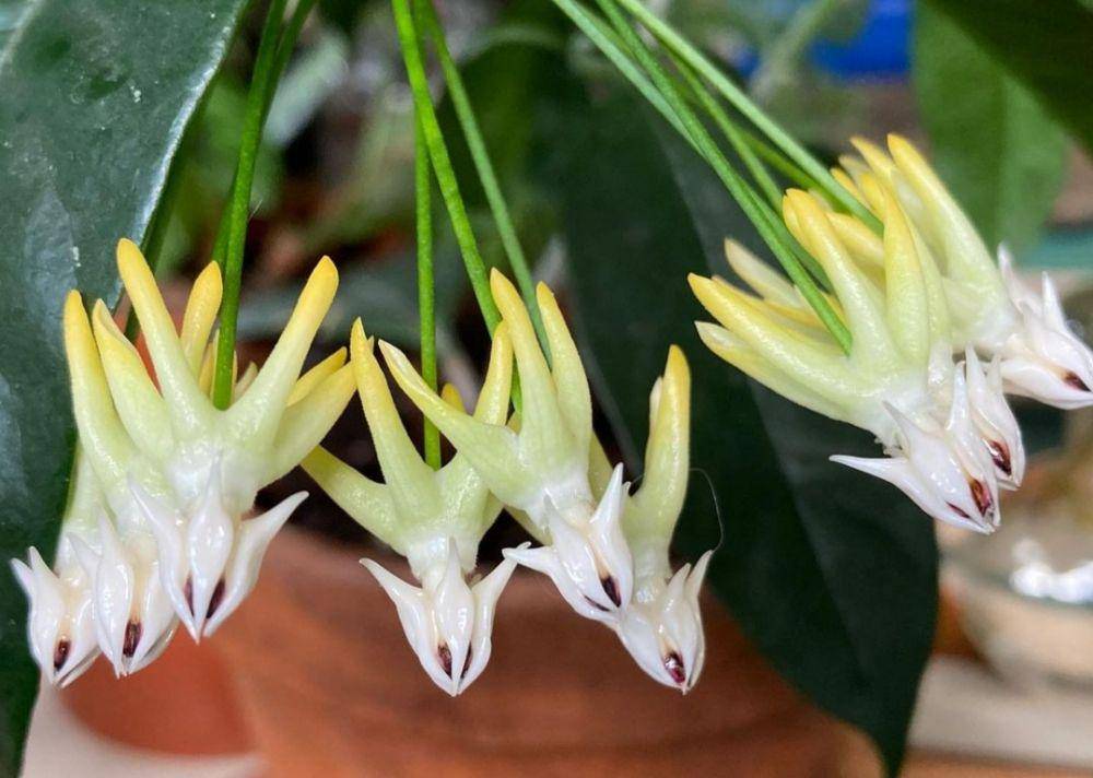 ilustrasi hoya multiflora (instagram.com/plantnoticer)