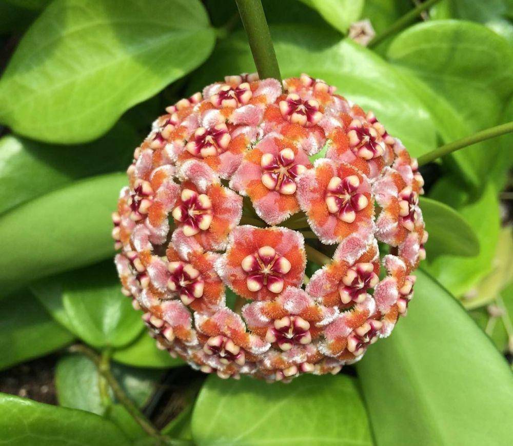 ilustrasi hoya meliflua (instagram.com/suculentas.e.flordecera)