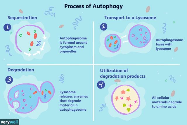 Ilustrasi proses autophagy (verywellhealth.com/Emily Roberts)
