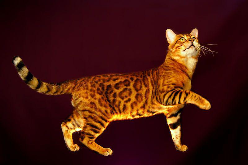 Bengal cat (commons.wikimedia.org/Catcrest)