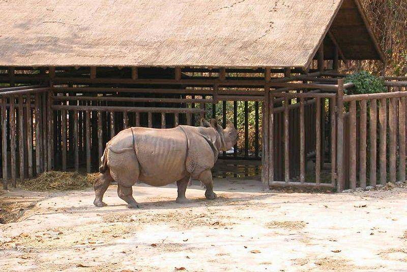 Chiang Mai Zoo (commons.wikimedia.org/Krittaya)