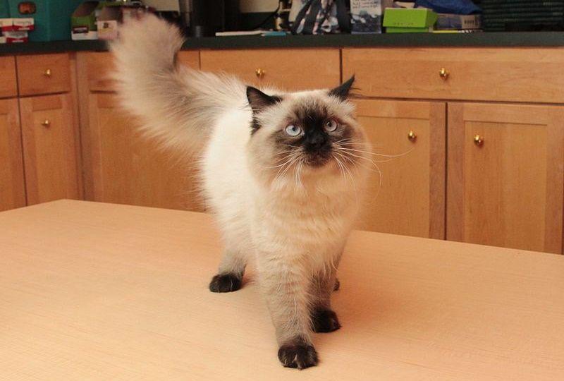 Himalayan cat (commons.wikimedia.org/Asilverstein)