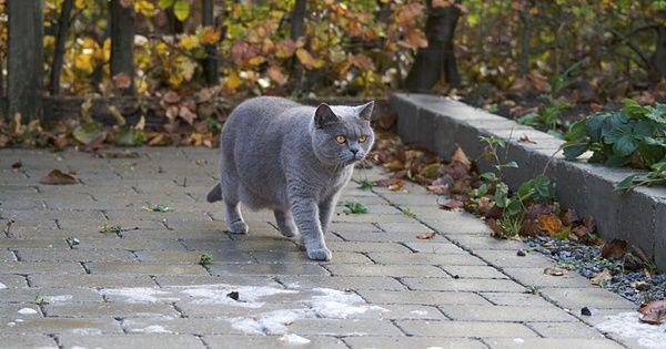 British shorthair (commons.wikimedia.org/Martin Hedegaard)