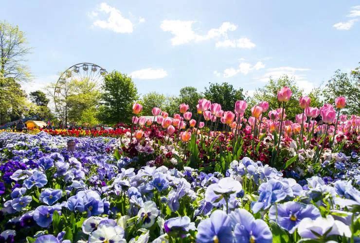 Potret Floriade di Canberra, Australia (visitcanberra.com.au)