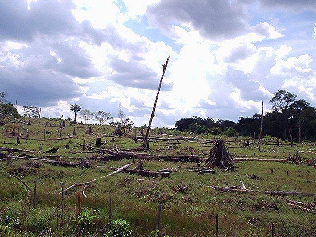potret pembabatan hutan (commons.wikimedia.org)