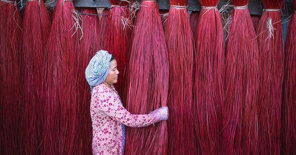 ilustrasi warna coquelicot (pexels.com/Quang Nguyen Vinh)