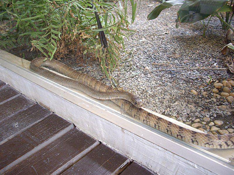 Bangkok Snake Farm (commons.wikimedia.org/Ekeidar)