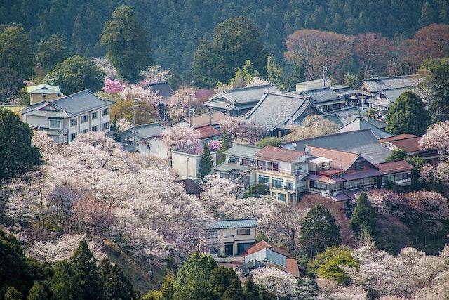 Pemandangan bunga sakura di gunung Yoshino dari ketinggian (unsplash.com/QUENTIN Mahe)