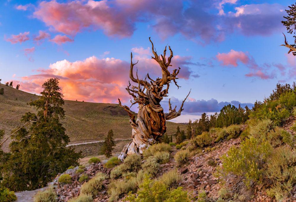 ilustrasi pohon methuselah (unsplash.com/Ross Stone)
