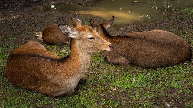 Sekelompok binatang rusa di Nara Park (unsplash.com/Svetlana Gumerova)