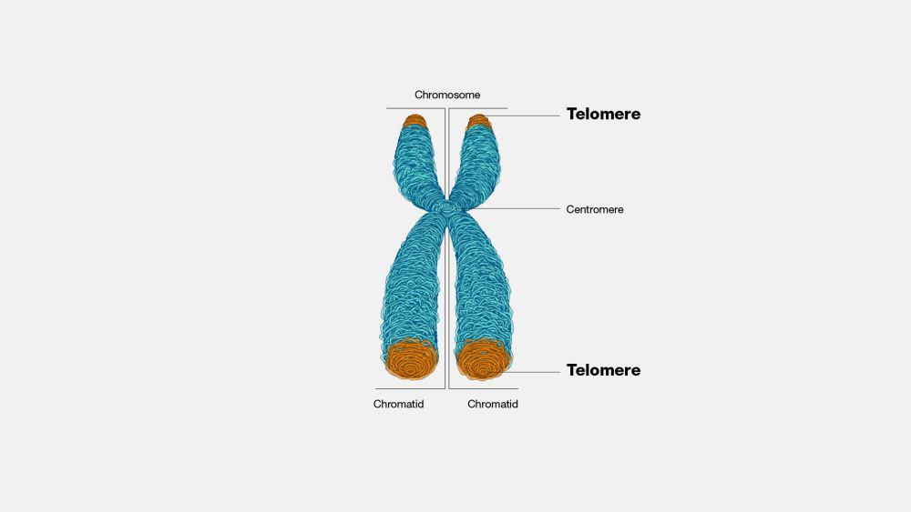 ilustrasi telomer (genome.gov)