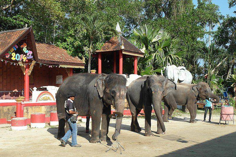 Phuket Zoo (commons.wikimedia.org/Wolfgang Holzem)
