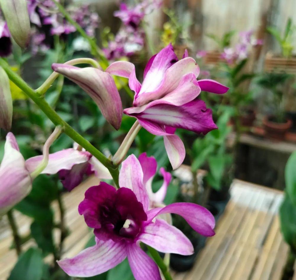 anggrek dendrobium (inatagram.com/raka_orchid)