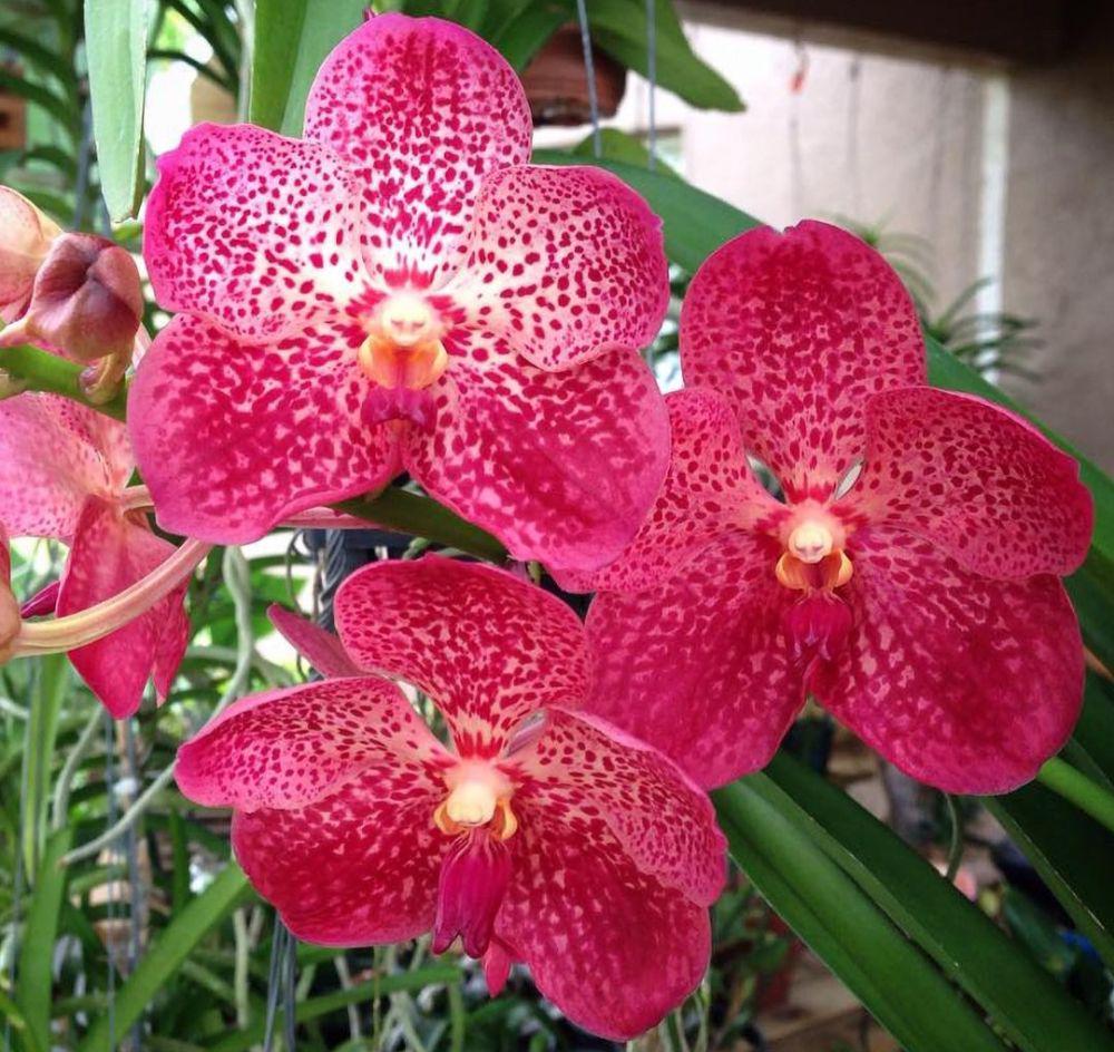 anggrek vanda (instagram.com/isi.taman)